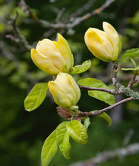Elizabeth Magnolia